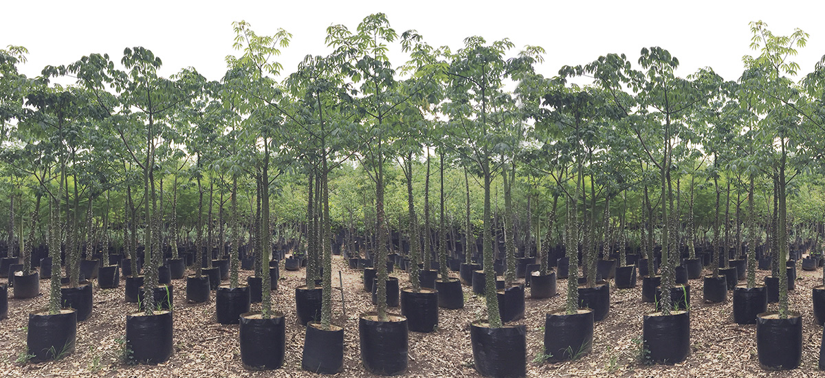 Árboles La Calma - Vivero forestal